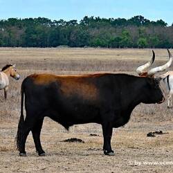 Aurochs und Przewalsky Pferde