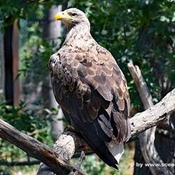 Seeadler