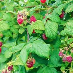 Mmmh 😋 - Waldhimbeeren