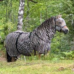 einem Zebra zum Verwechseln ähnlich