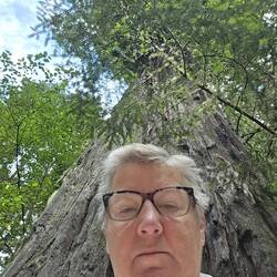 Trees are huge
