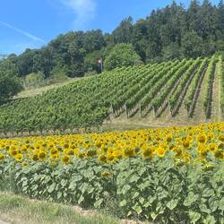 Sunflowers meet grapes