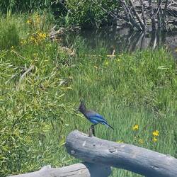 Steller's Jay on our hike