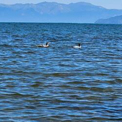 A trio of mergansers kept their distance