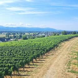Weinberge in Opfingen
