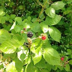 und Brombeer Sträucher