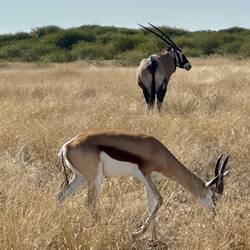 Oryx und Springbock