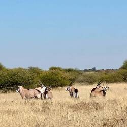 Oryx