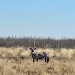 Oryx