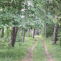 Fast nur durch den Wald...