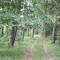 Fast nur durch den Wald...