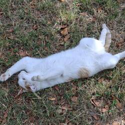 Wildtier des Tages🐈
