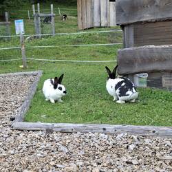 There was a cabinspot close to the border on Austria's side. There were bunnies and goats!