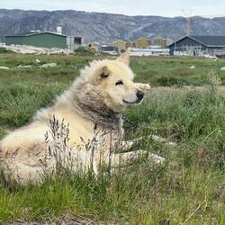 Walking to the hill crest, we pass numerous dogs.
