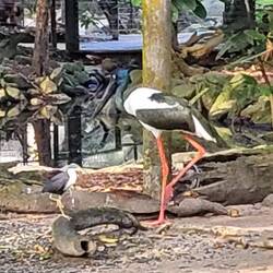 Sorthovedet stork