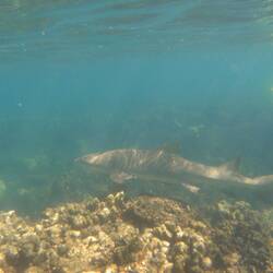 SHARK!