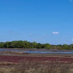 All around here is also wetlands. So many birds.