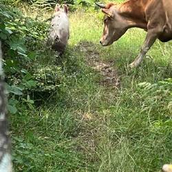 Die Kuh jagt das Schwein