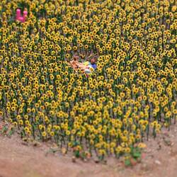 Sunflower tryst