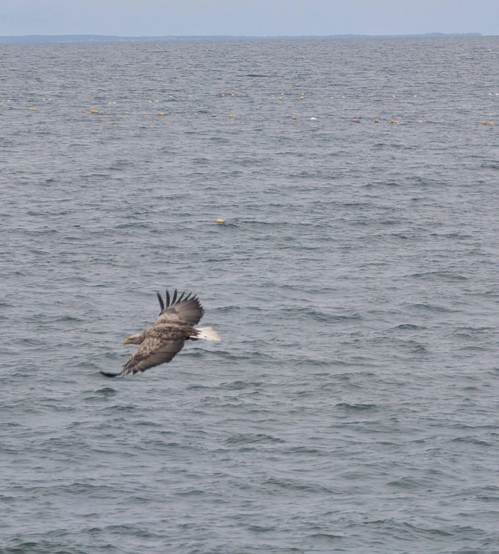 White sea eagle