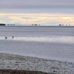 Cranes wading in the sea