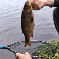 Mehr als 1kg schwer