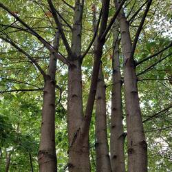A horse chesnut tree from a graft planted in 2007. Anne used to look at this tree from her window