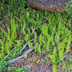 Spinulim (Lycopus) annotinum