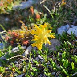 Anthyllis vulneraria 