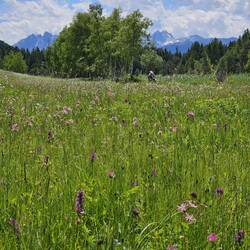 Orchid meadow by the Wildsee