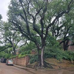 Beautiful area, lots of gardens and trees