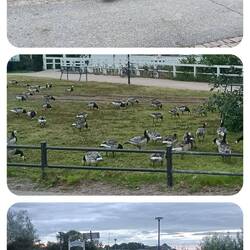 Wildgänse am Wegesrand ☺️