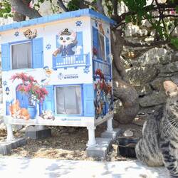 Many of the islands have cat houses throughout - the kitties are well cared for