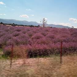 Nicht nur die Toscana, auch die Türkei hat Lavendelfelder