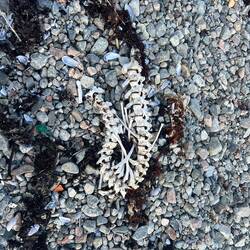 A seal skeleton on the beach.
