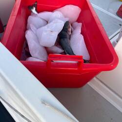 Arctic Char cooled in style with iceberg ice. Alas, not our catch.