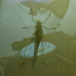 Hallo? Darf ich auch ins Zelt? 🦗