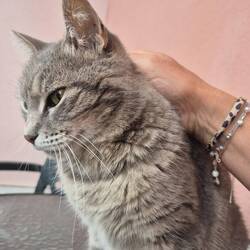Katze kuscheln