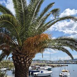Tivat
