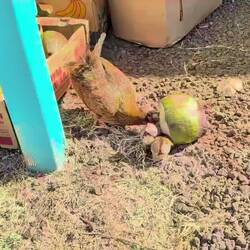 Apparently chickens like coconut
