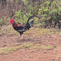 There are wild chickens everywhere. They are a pest here.