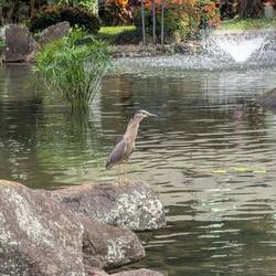 An endangered Nene goose. These are only found in Hawaii