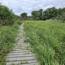 Moorweg bei der Fundstelle