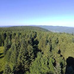 (Schwarz) Wald soweit das Auge reicht
