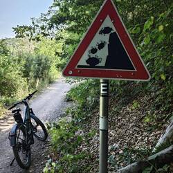 Falling sheep 😂
