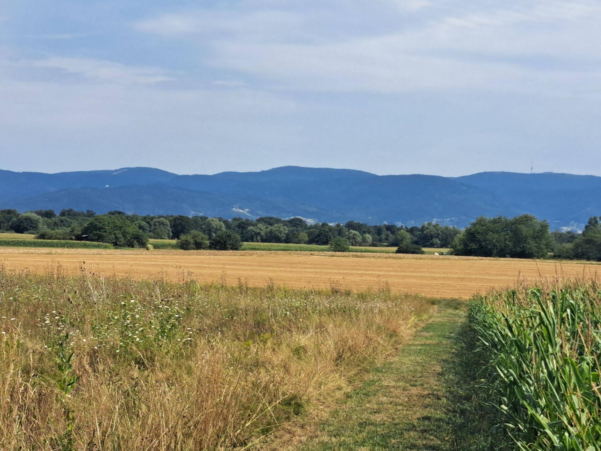 Rheinebene