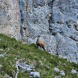 Steinbock ganz nah neben mir, hat nicht aus der Ruhe bringen lassen.