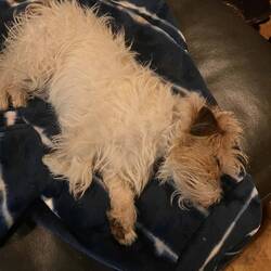 The real Roxy, exhausted at Cate's