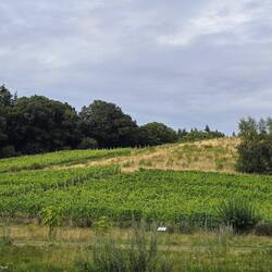 Der Weinberg, an dem wir übernachten.