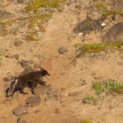 An arctic fox traverses the shoreline. With ease it ascends the slopes.